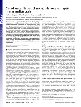 Circadian Oscillation of Nucleotide Excision Repair in Mammalian Brain