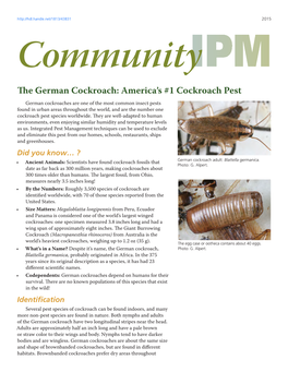 The German Cockroach