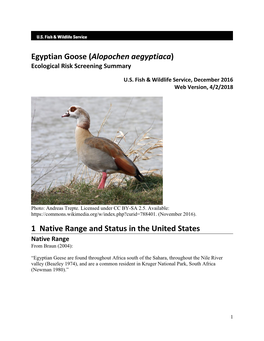 Alopochen Aegyptiaca) Ecological Risk Screening Summary