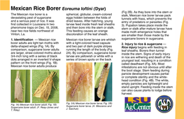 Mexican Rice Borer Eoreuma Loftini (Dyar) (Fig 2B)