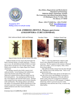 Oak Ambrosia Beetle Factsheet