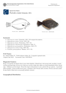 Species Fact Sheets Psettodes Erumei (Schneider, 1801)