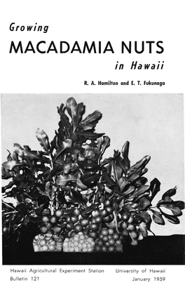 MACADAMIA NUTS in Hawaii