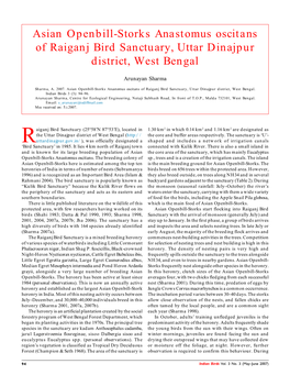 Asian Openbill-Storks Anastomus Oscitans of Raiganj Bird Sanctuary, Uttar Dinajpur District, West Bengal