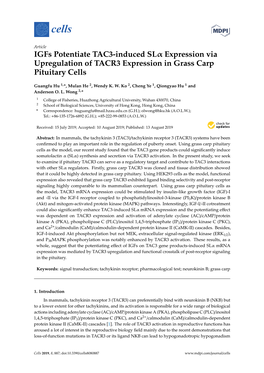 Igfs Potentiate TAC3-Induced Slα Expression Via Upregulation of TACR3 Expression in Grass Carp Pituitary Cells