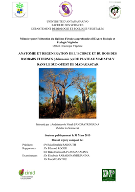 Adansonia Za) DU PLATEAU MAHAFALY DANS LE SUD OUEST DE MADAGASCAR