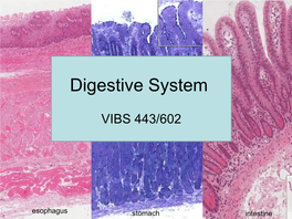 Digestive System