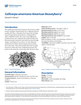 Callicarpa Americana American Beautyberry1 Edward F