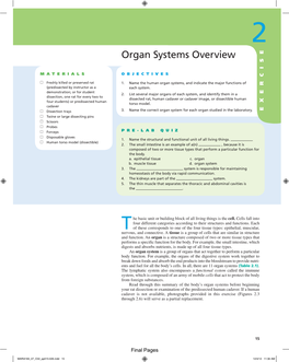 Organ Systems Overview