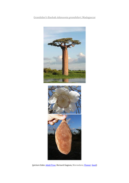 Grandidier's Baobab Adansonia Grandidieri, Madagascar