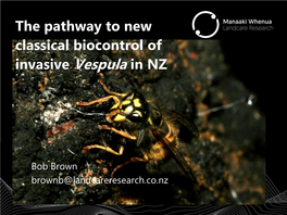 Wasp Biocontrol in NZ