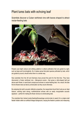 Plant Lures Bats with Echoing Leaf