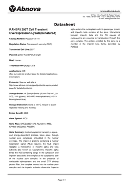 RANBP5 293T Cell Transient Overexpression Lysate(Denatured)