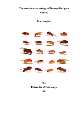 The Evolution and Ecology of Drosophila Sigma Viruses Ben