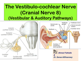 The Vestibulo-Cochlear Nerve (Cranial Nerve 8) (Vestibular & Auditory Pathways)