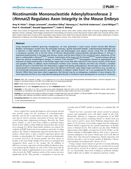 Nicotinamide Mononucleotide Adenylyltransferase 2 (Nmnat2) Regulates Axon Integrity in the Mouse Embryo