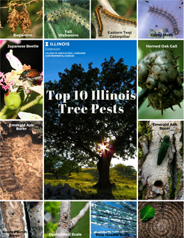 Top 10 Illinois Tree Pests