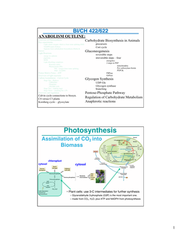 29 Gluconeogenesis.Pdf