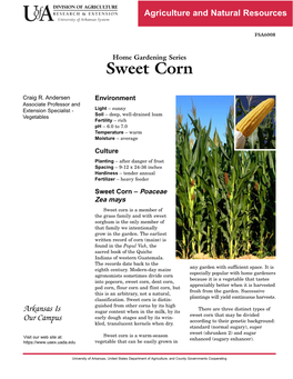 Home Gardening Series: Sweet Corn