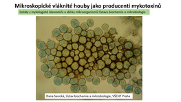 Aspergillus, Penicillium, Fusarium, Alternaria, Cladosporium, Phoma, Epicoccum, Trichoderma, Stachybotrys, Chaetomium, Claviceps, Wallemia Aj