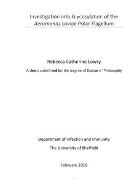 Investigation Into Glycosylation of the Aeromonas Caviae Polar Flagellum