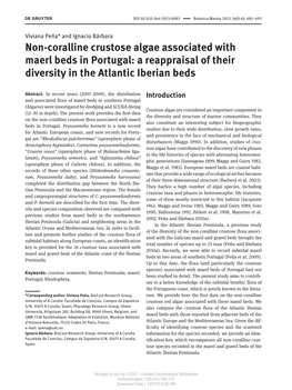 Non-Coralline Crustose Algae Associated with Maerl Beds in Portugal: a Reappraisal of Their Diversity in the Atlantic Iberian Beds
