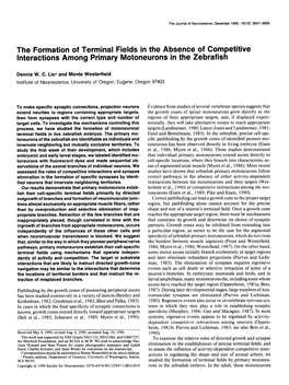 The Formation of Terminal Fields in the Absence of Competitive Interactions Among Primary Motoneurons in the Zebrafish