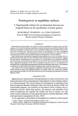 Somitogenesis in Amphibian Embryos