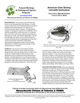 American Clam Shrimp Limnadia Lenticularis