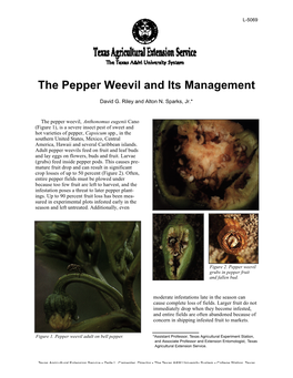 The Pepper Weevil and Its Management