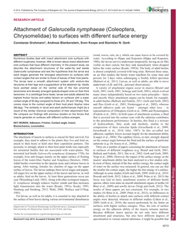 Attachment of Galerucella Nymphaeae (Coleoptera, Chrysomelidae)