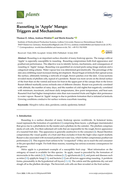 Russeting in 'Apple'mango: Triggers and Mechanisms