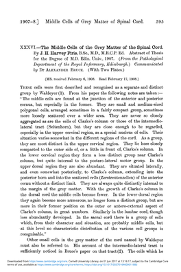 1907-8.] Middle Cells of Grey Matter of Spinal Cord. 595