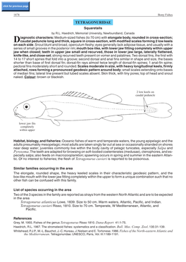 TETRAGONURIDAE Squaretails by R.L