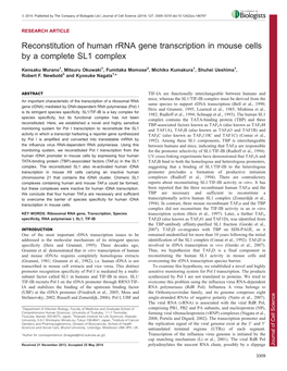 Reconstitution of Human Rrna Gene Transcription in Mouse Cells by A