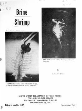 Brine Shrimp