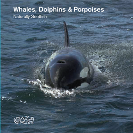Whales, Dolphins and Porpoises