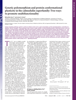 Genetic Polymorphism and Protein Conformational Plasticity in the Calmodulin Superfamily: Two Ways to Promote Multifunctionality