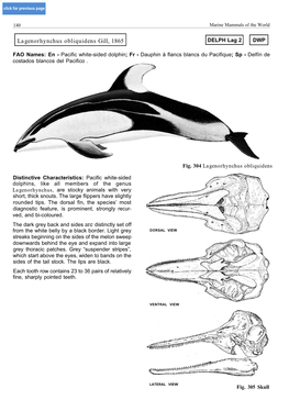 Lagenorhynchus Obliquidens Gill, 1865 DELPH Lag 2 DWP