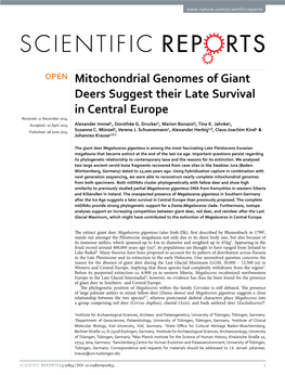 Mitochondrial Genomes of Giant Deers Suggest Their