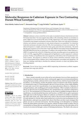 Molecular Responses to Cadmium Exposure in Two Contrasting Durum Wheat Genotypes