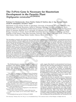 The Tvpirin Gene Is Necessary for Haustorium Development in the Parasitic Plant Triphysaria Versicolor1[C][W][OA]