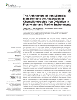 The Architecture of Iron Microbial Mats Reflects the Adaptation Of