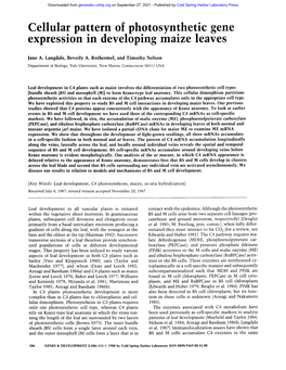 Cellular Pattern of Photosynthetic Gene Expression in Developing Maize Leaves