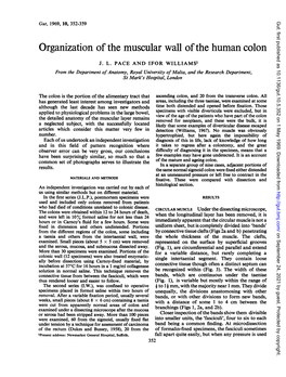 Organization of the Muscular Wall Ofthe Human Colon