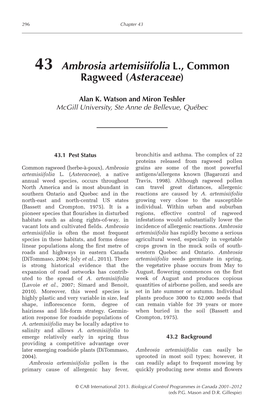 43 Ambrosia Artemisiifolia L., Common Ragweed (Asteraceae)