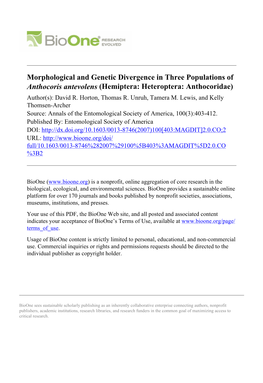 Morphological and Genetic Divergence in Three Populations of Anthocoris Antevolens (Hemiptera: Heteroptera: Anthocoridae) Author(S): David R
