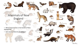 Mammals of New England