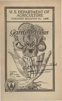 Garden Irises 1926