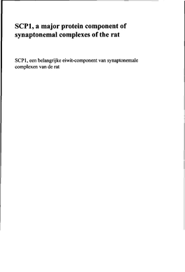 SCP1, a Major Protein Component of Synaptonemal Complexes of the Rat